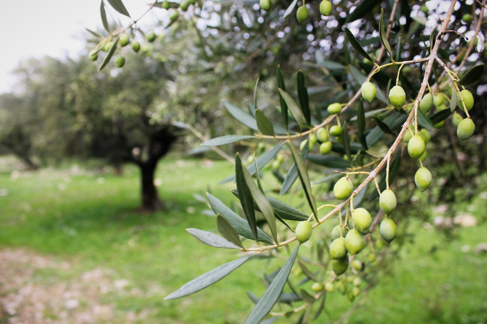 2023 Crop Extra Virgin Olive Oil Cold Pressed Bulk 1 Gallon 128oz