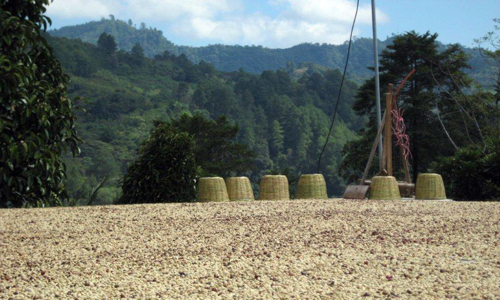 Brazilian JAZBLU Coffee Beans Peaberry Medium Roasted 2 ,5, 7 & 10/ 1 Pound Bag