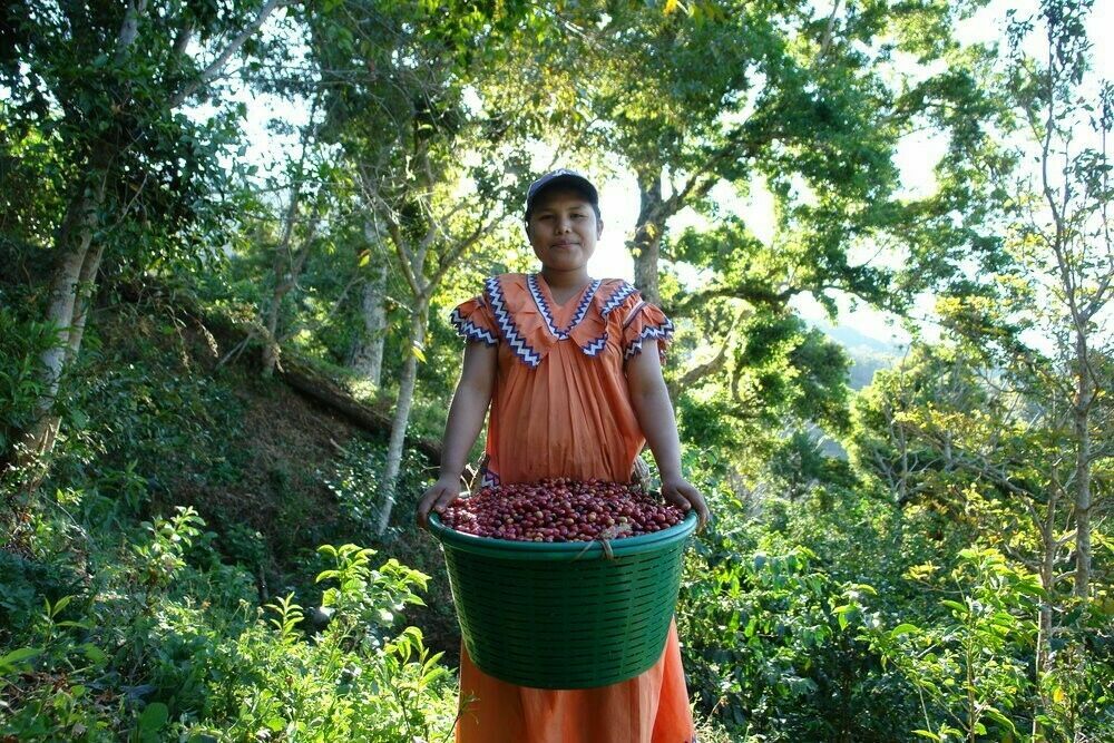 2, 5, 10 LB PANAMA BOQUETE ROASTED COFFEE BEANS WHOLE BEAN Or GROUND – ARABICA