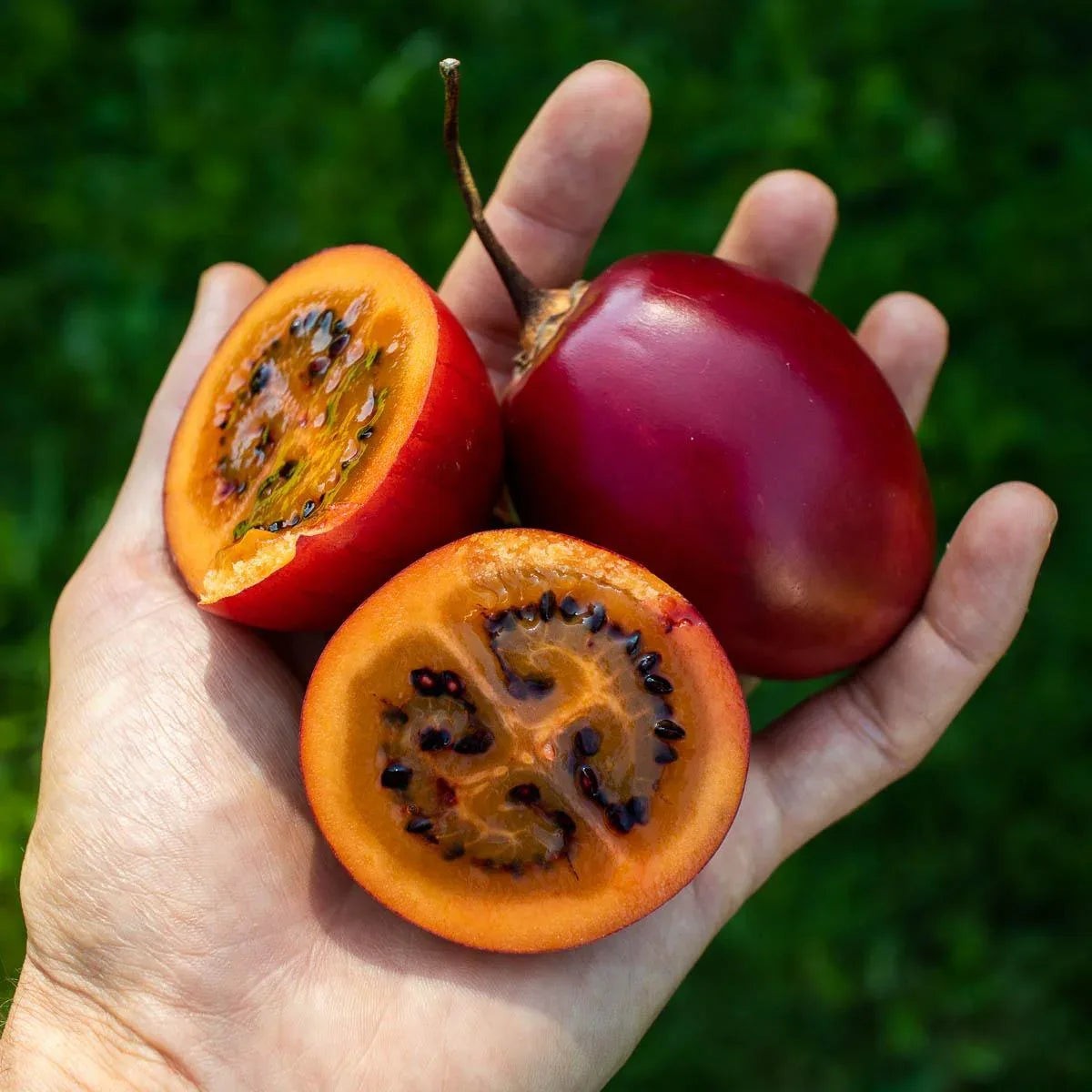 Tamarillo Red Product Of Ecuador 5 To 6 Lbs