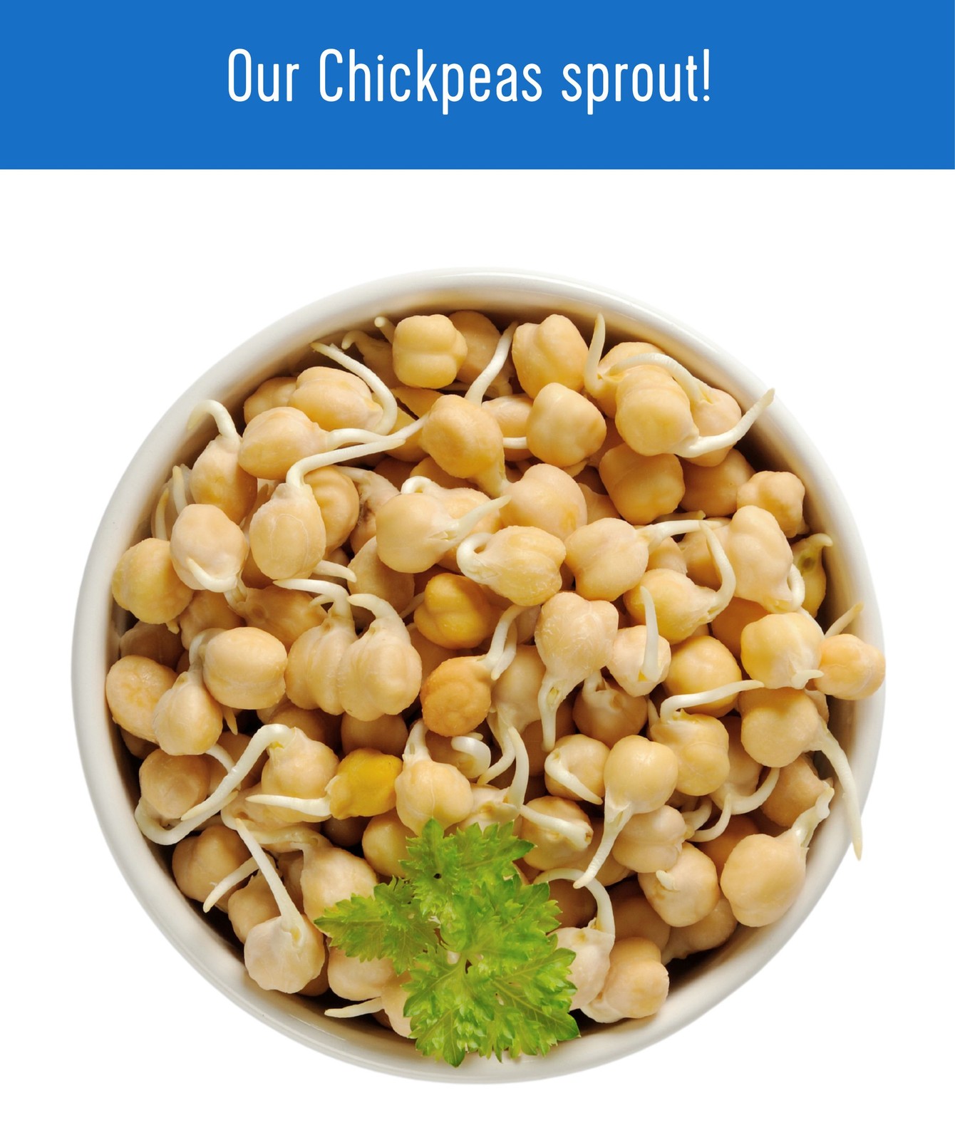 Palouse Brand Chickpeas/Garbanzo Beans 5 lb Burlap Bag