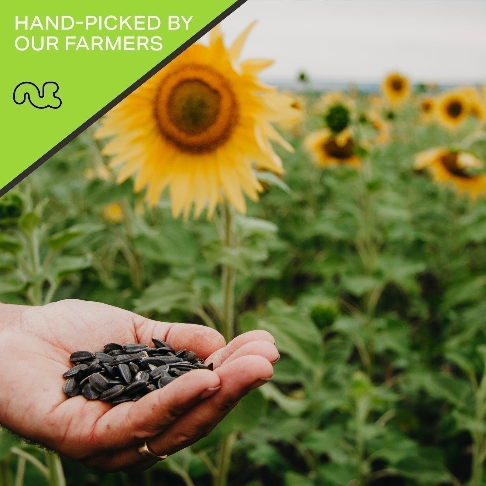 Sunflower Seeds Roasted Unsalted, No Shell Hulled Kernels, All Natural, Kosher