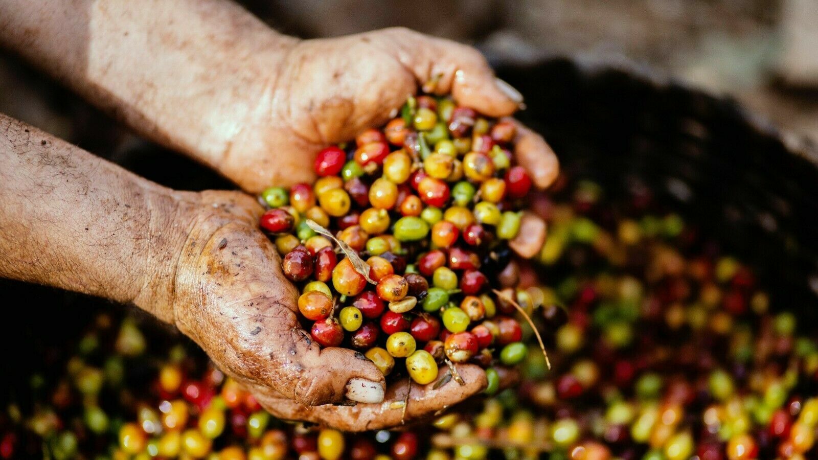2, 5, 10 LB PANAMA BOQUETE ROASTED COFFEE BEANS WHOLE BEAN Or GROUND – ARABICA