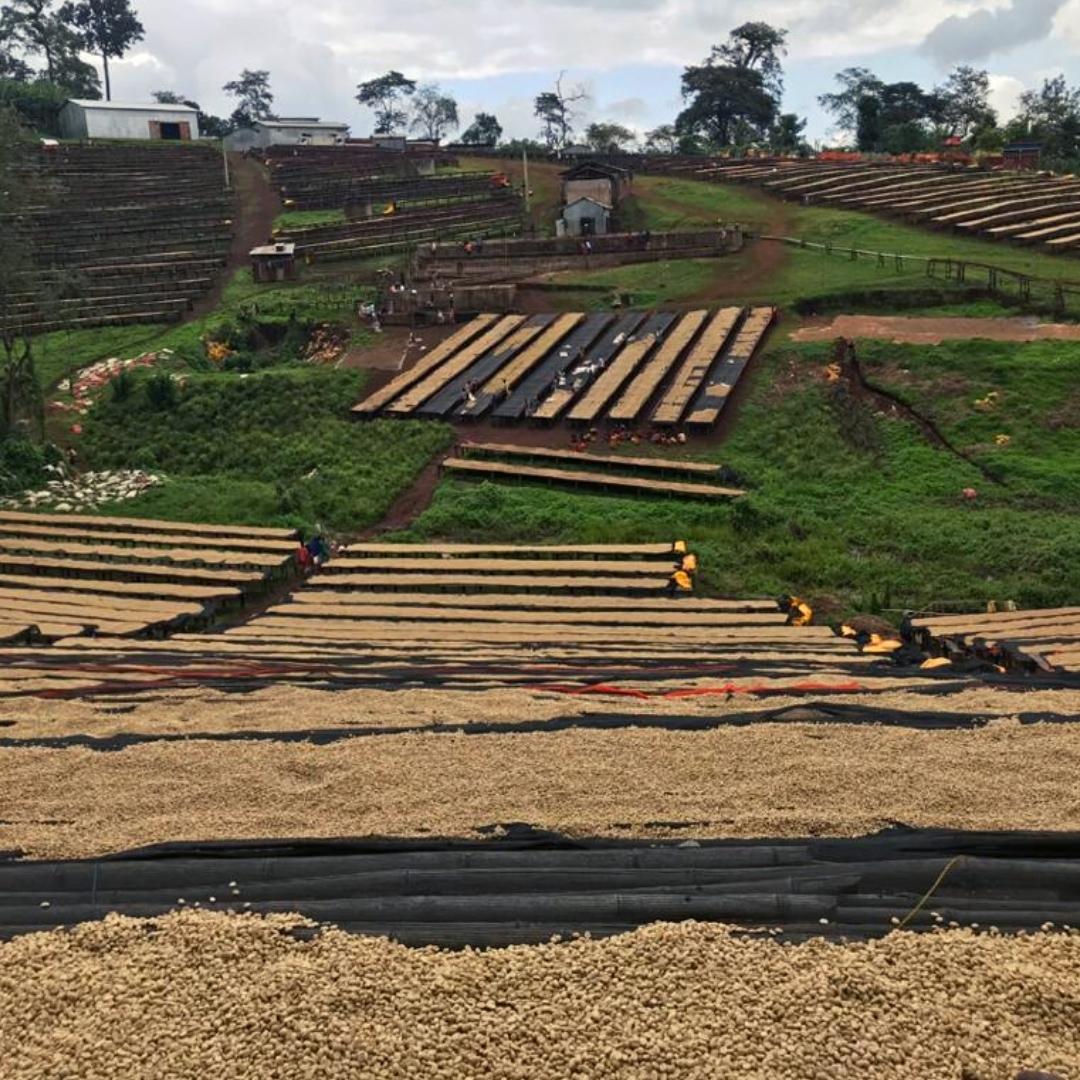 Ethiopia Yirgacheffe Coffee Beans – Fresh Roasted to Order