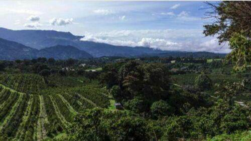 2, 5, 10 LB PANAMA BOQUETE ROASTED COFFEE BEANS WHOLE BEAN Or GROUND – ARABICA