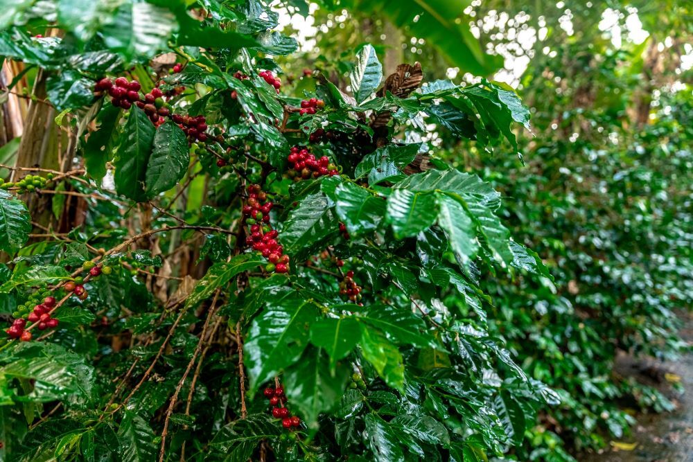 2lb/40lb – Papua New Guinea AA – Freshest Premium Unroasted Green Coffee Beans
