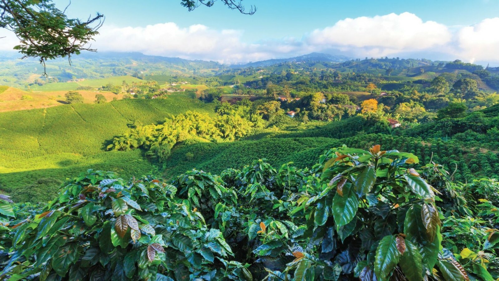 2, 5, 10 LB ORGANIC NICARAGUA FRESH ROASTED COFFEE BEANS – ORGANIC ARABICA