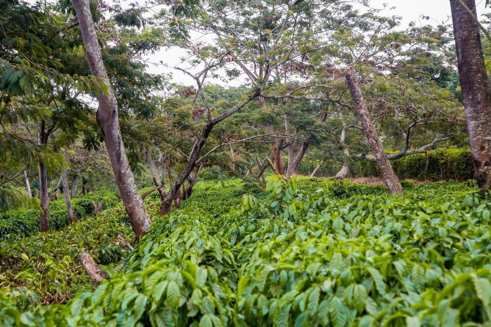 2lb/40lb – Uganda AA – Specialty Grade – Premium Unroasted Green Coffee Beans