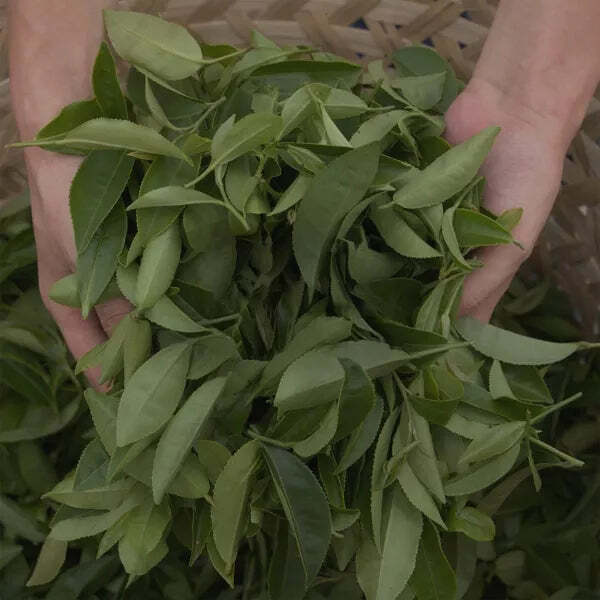 Uncle Lee`S Tea Organic Legends Of China Green 1 Each 100 Bag