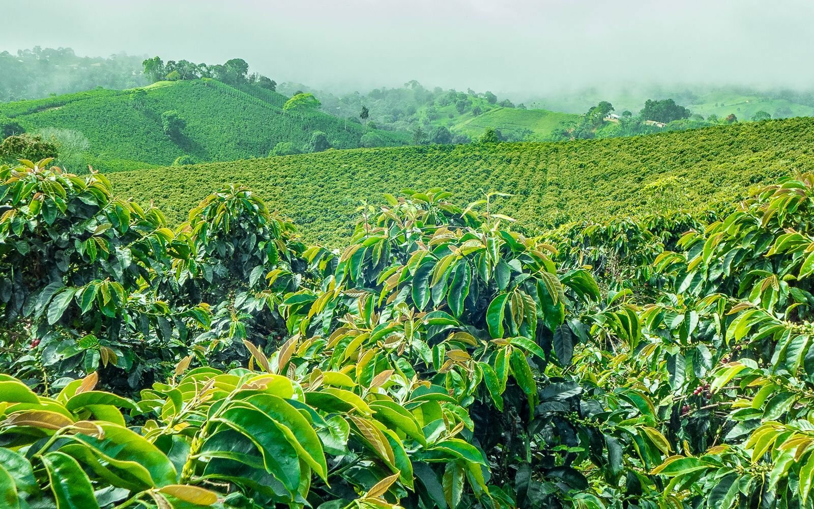 2, 5, 10 LB GUATEMALA FRESH ROASTED COFFEE WHOLE BEAN, GROUND – ARABICA