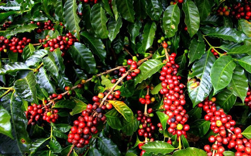 5 LB AFRICA KENYA KENYAN GREEN UNROASTED COFFEE BEANS FIVE POUND – ARABICA
