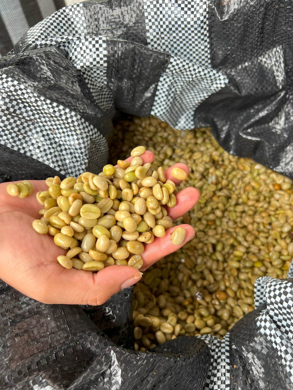 5 LBS HIGHLAND PERUVIAN UNROASTED GREEN COFFEE BEANS – ORGANICALLY GROWN ARABICA