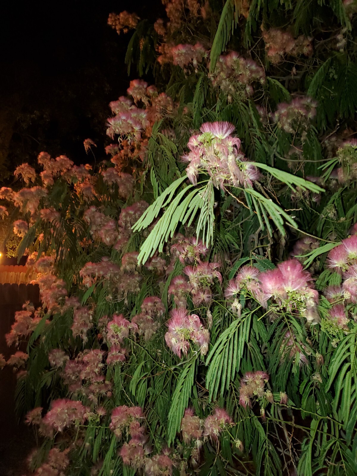Dried Silk Mimosa Tree Fragarant Pink Flowers Tea Tincture Albizia Julibrissin