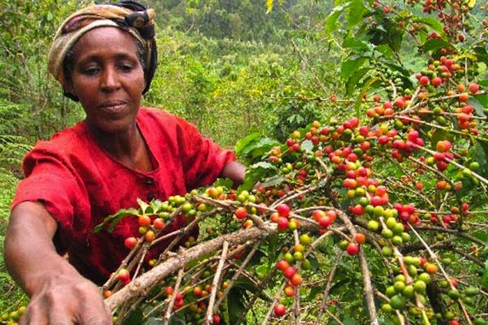 5 LB AFRICA KENYA KENYAN GREEN UNROASTED COFFEE BEANS FIVE POUND – ARABICA