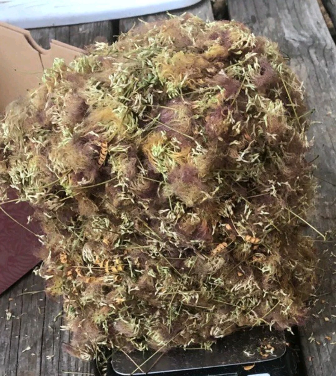 Dried Silk Mimosa Tree Fragarant Pink Flowers Tea Tincture Albizia Julibrissin
