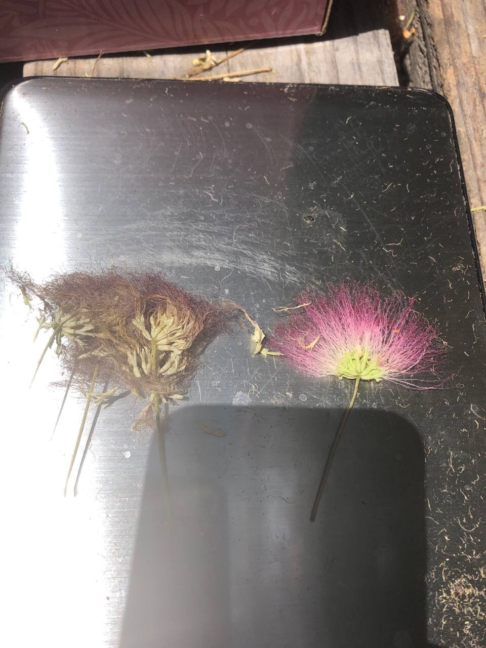 Dried Silk Mimosa Tree Fragarant Pink Flowers Tea Tincture Albizia Julibrissin