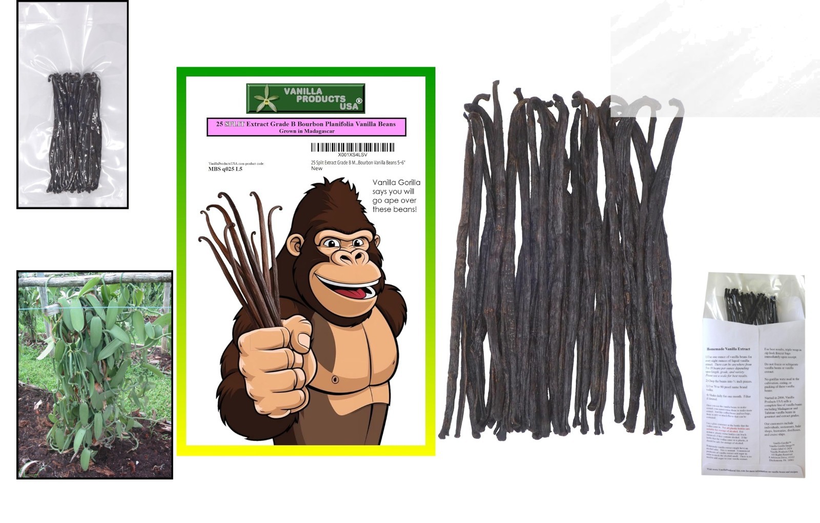Gourmet Madagascar Bourbon Split Vanilla Beans – 25 Count, Perfect for Extracts
