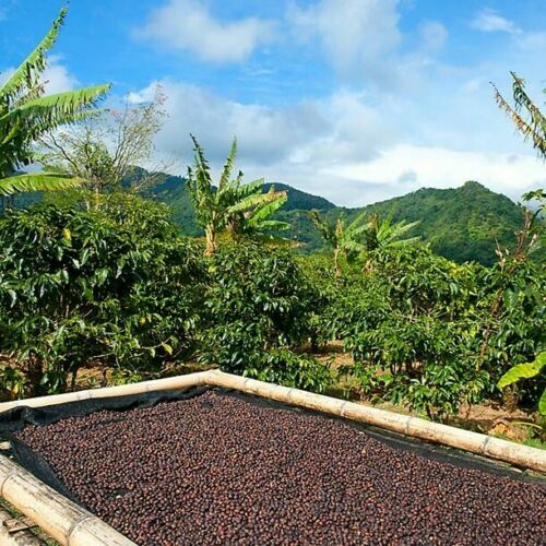 2, 5, 10 LB PANAMA BOQUETE ROASTED COFFEE BEANS WHOLE BEAN Or GROUND – ARABICA