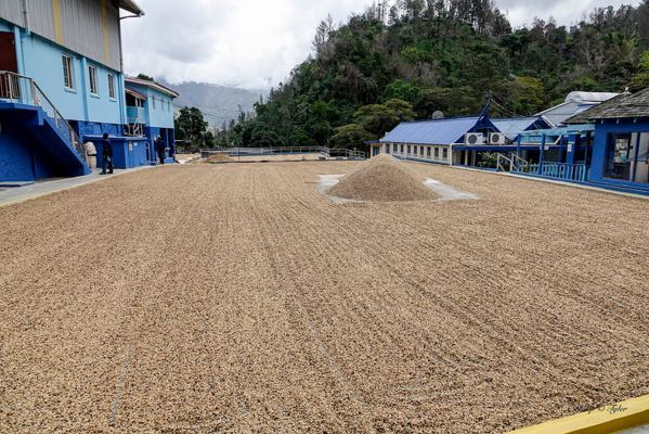 COFFEE BEANS PEABERRY PAPUA NEW GUINEA MEDIUM ROASTED DAILY 5 POUND / 1 POUNDERS