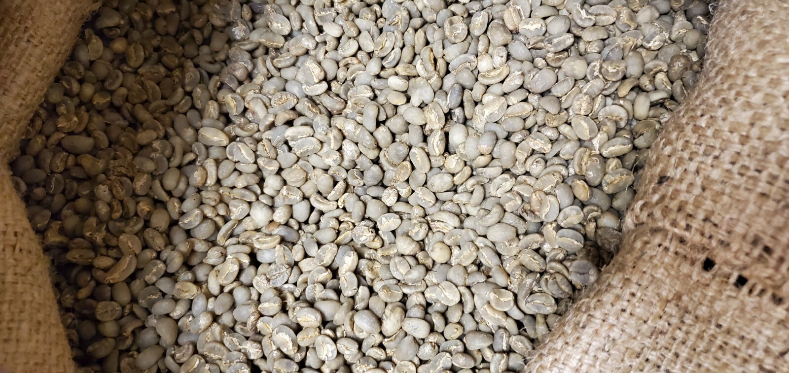 5 LB INDONESIA SUMATRA MANDHELING UNROASTED GREEN COFFEE BEANS – ARABICA