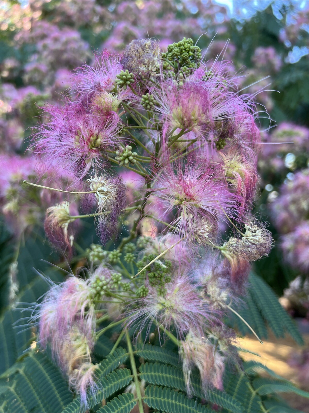 Dried Silk Mimosa Tree Pink Flowers Leafs Tea Tincture Albizia Julibrissin 1 Oz
