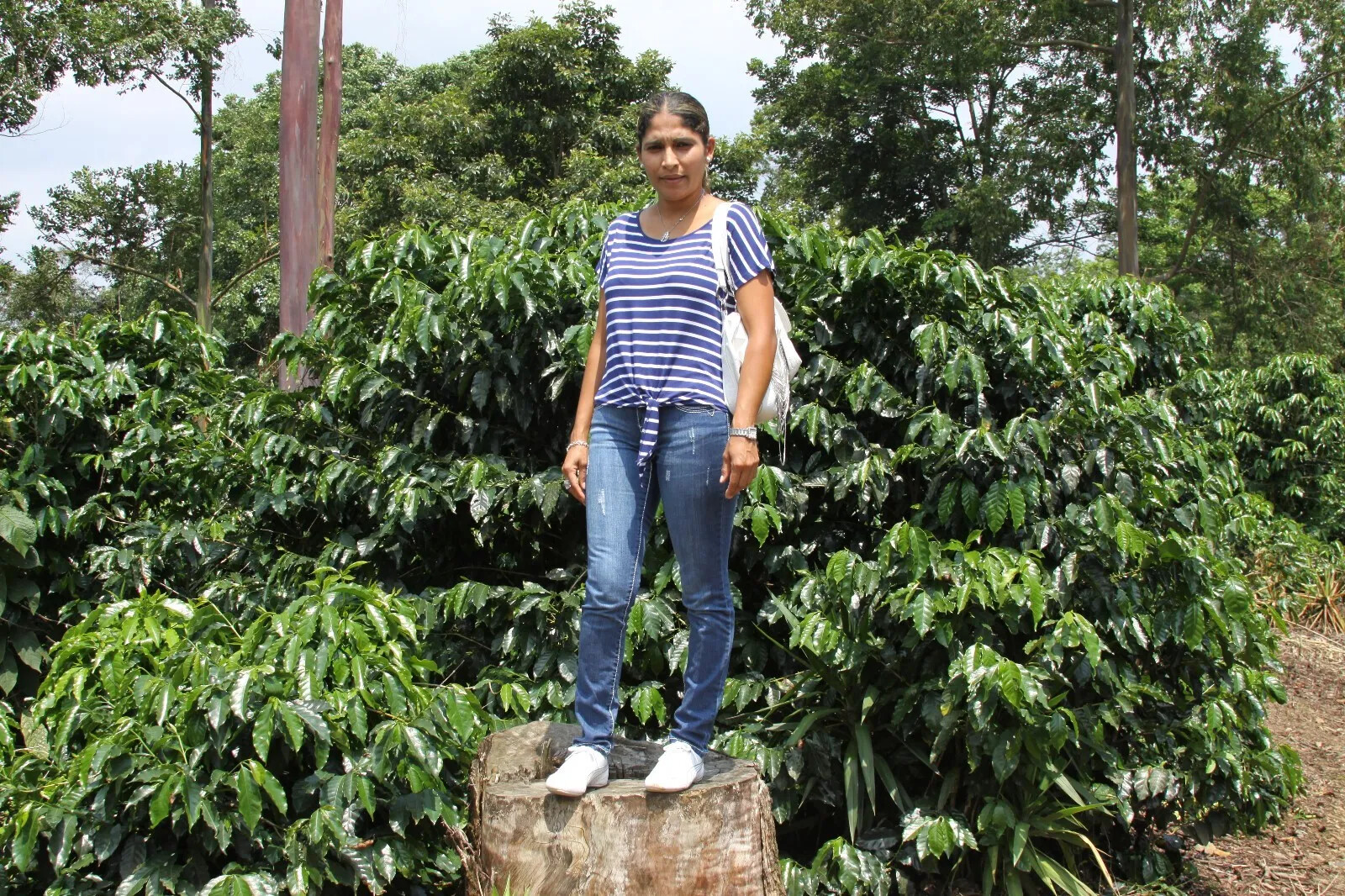 Brazilian JAZBLU Coffee Beans Peaberry Medium Roasted 2 ,5, 7 & 10/ 1 Pound Bag