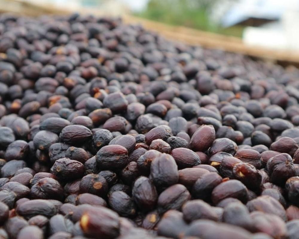 Ethiopian Guji Green Coffee Beans – Premium Natural Process – Unroasted