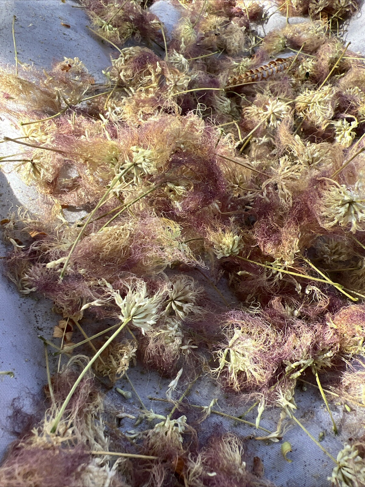 Dried Silk Mimosa Tree Pink Flowers Leafs Tea Tincture Albizia Julibrissin 1 Oz