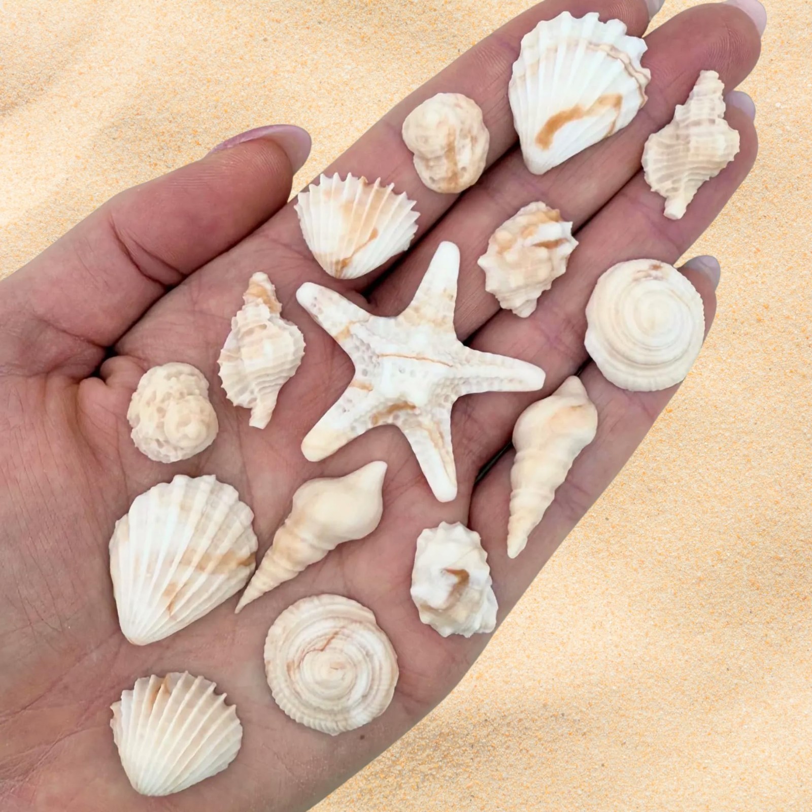 15 Dye-Free Seashell Edible Cake Decorations – Vegan, Gluten-Free Toppers for Cu