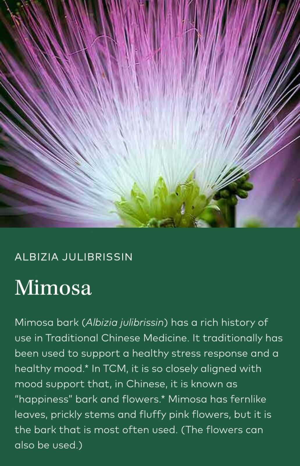 Dried Silk Mimosa Tree Fragarant Pink Flowers Tea Tincture Albizia Julibrissin