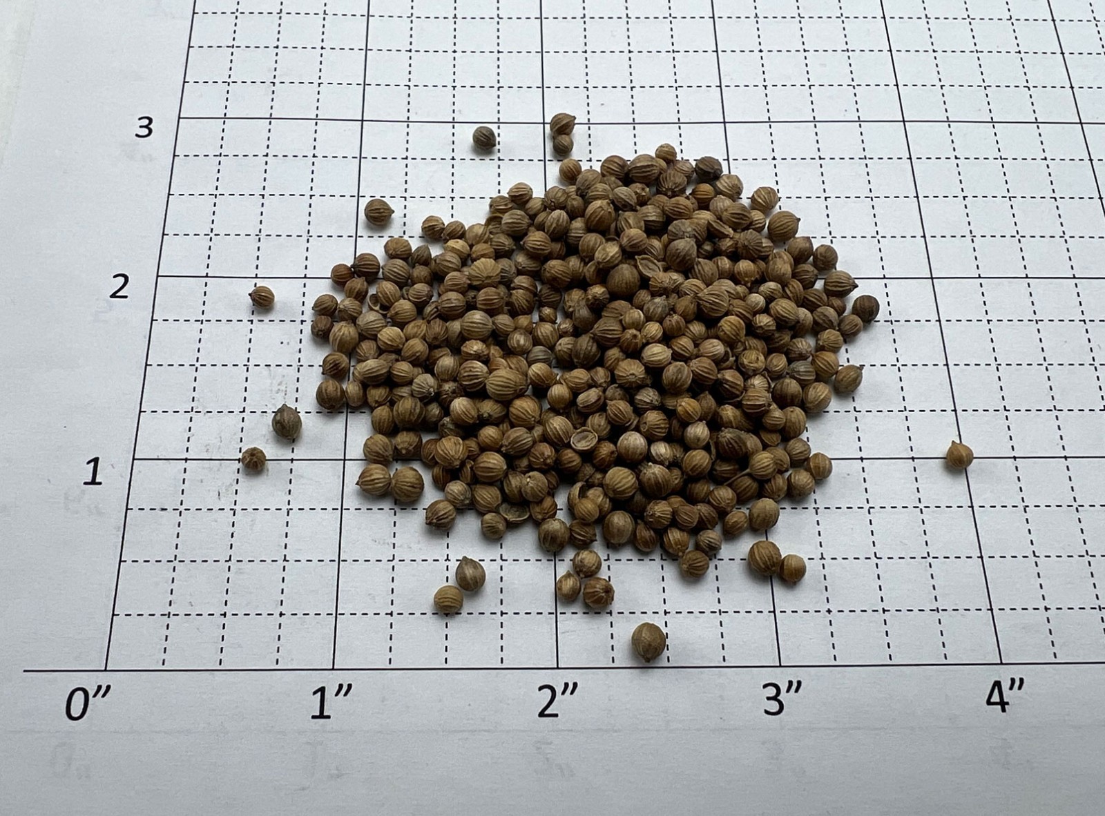 0.5 Lb/8 oz Coriander Seed for Cooking