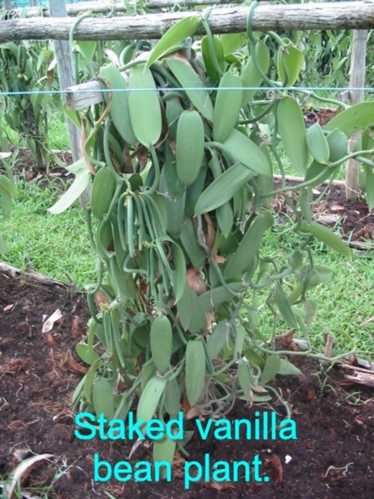 25 Grade A Prime Gourmet Madagascar Bourbon Vanilla Beans 6~7″