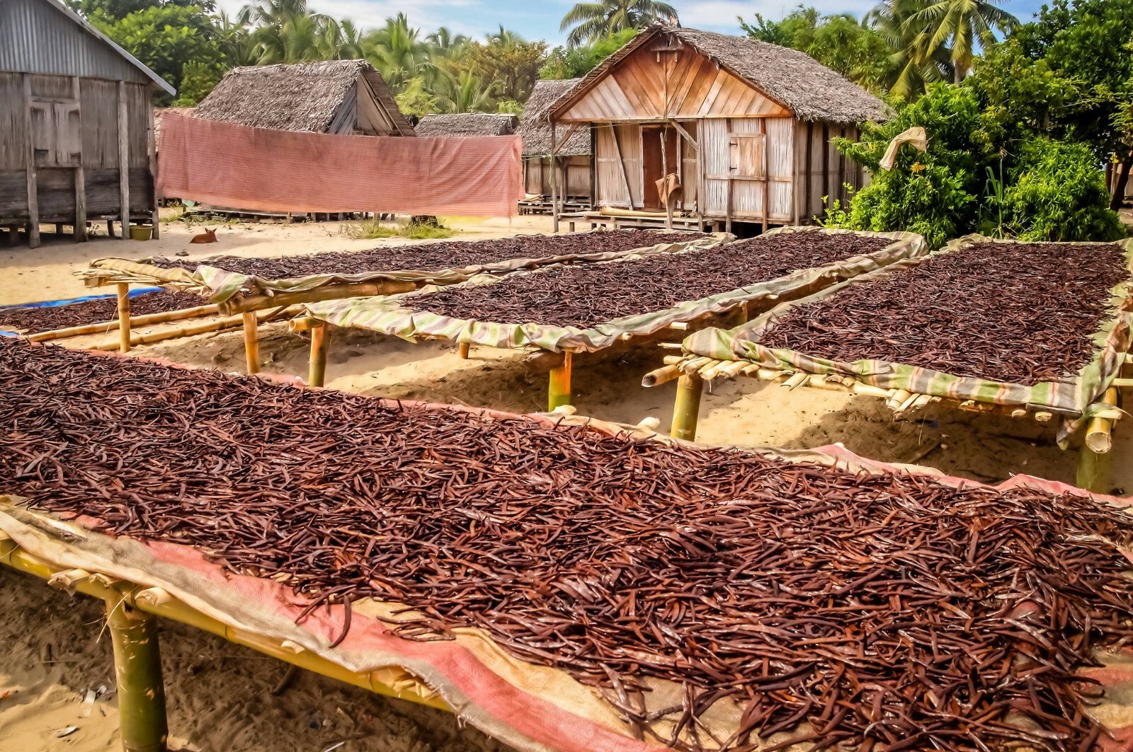 Tahitian Vanilla Beans | Whole Grade A Pods for Cooking, Baking & Extract Making