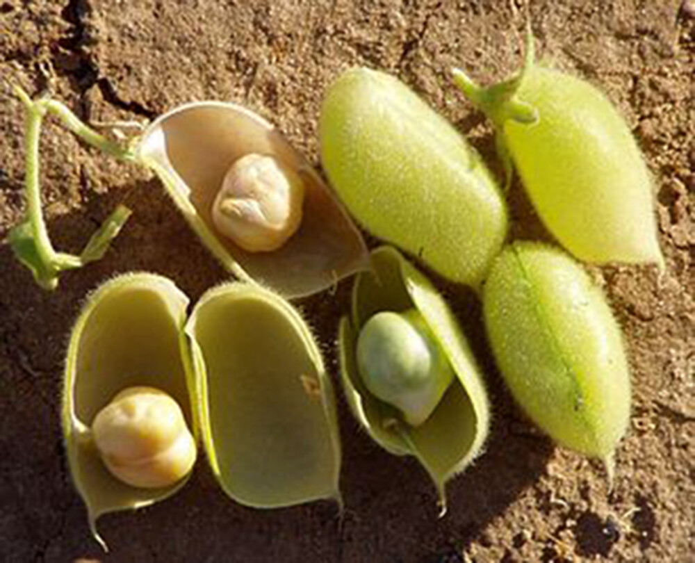 USA Grown Garbanzo Beans ‘ChickPeas’ Kabuli ‘Chana’ Raw/Non-GMO