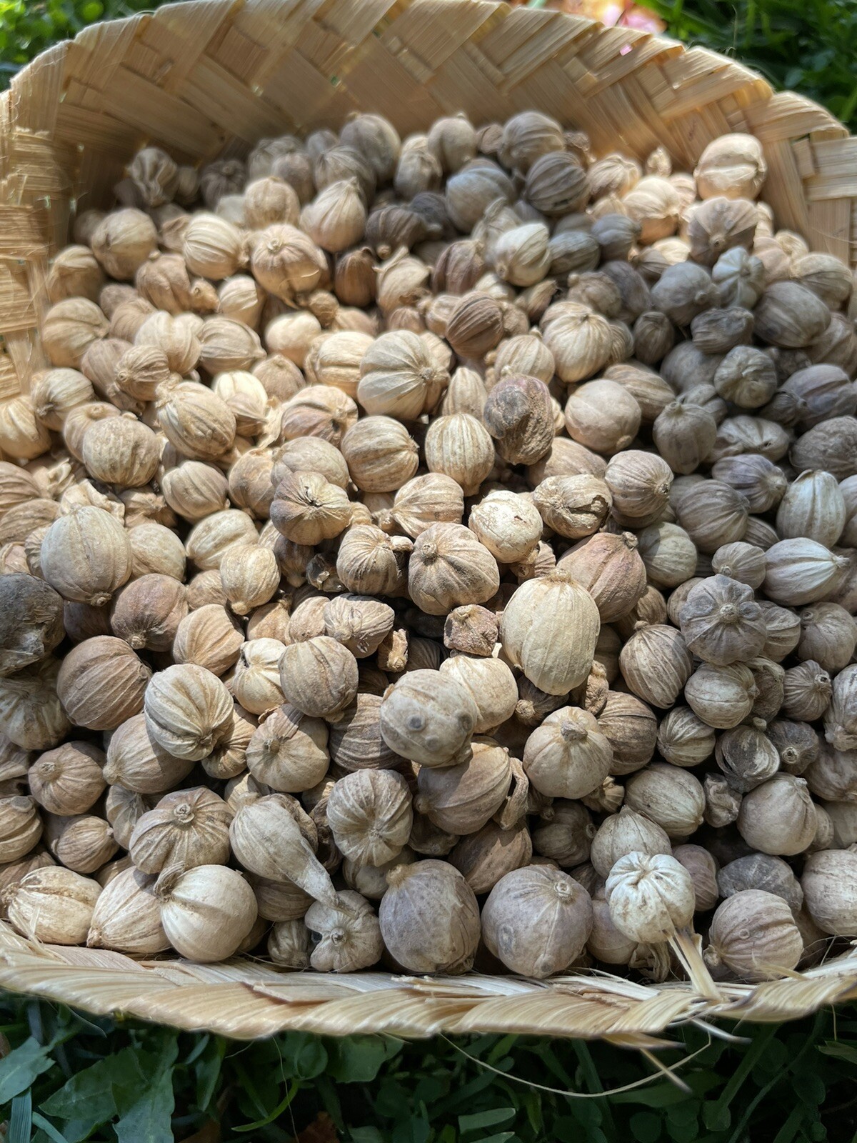 White Indonesian Cardamom 2 Oz