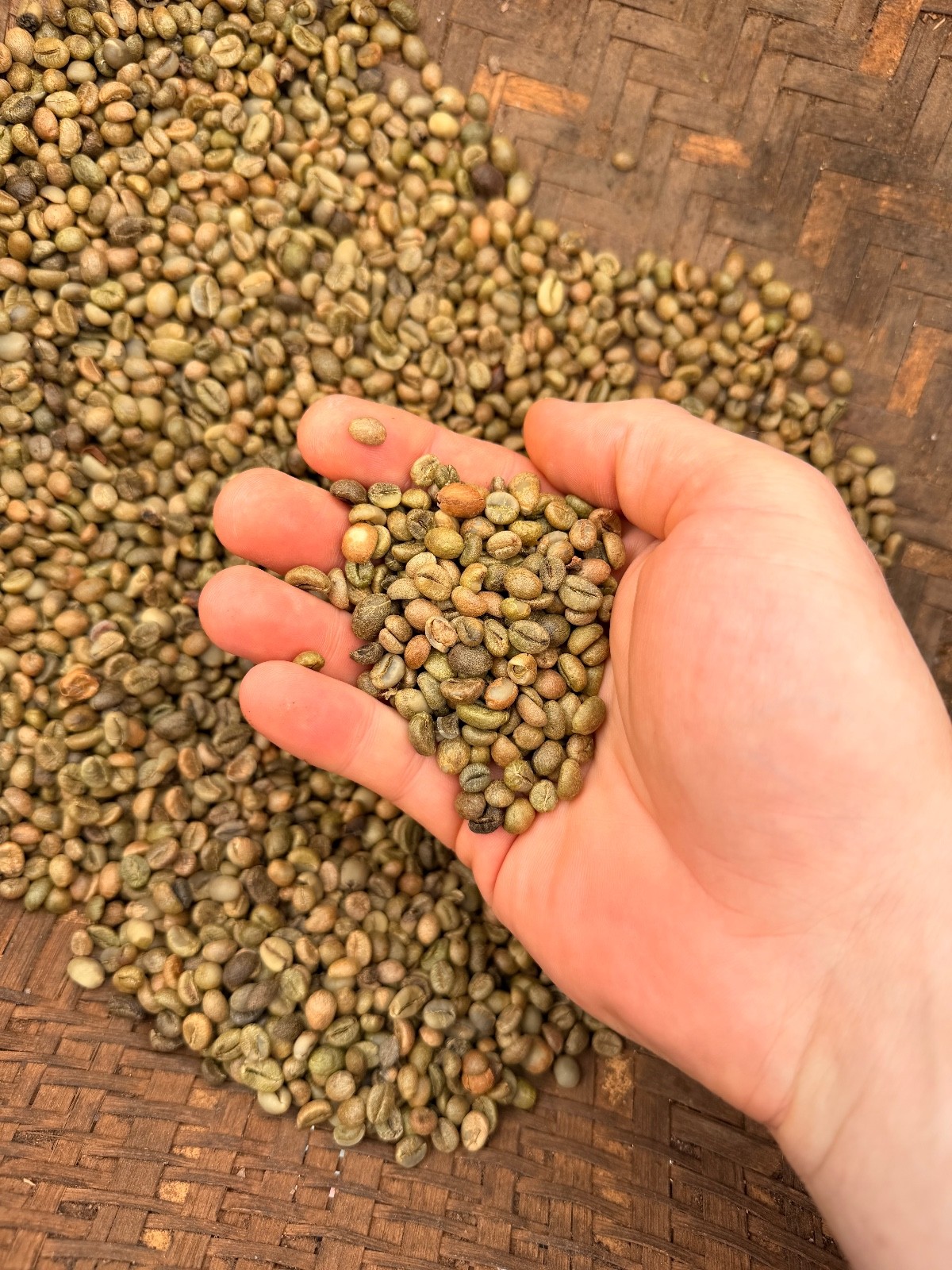 Green Coffee Beans – Single-Origin Vietnam – Robusta – Unroasted – 5 lb