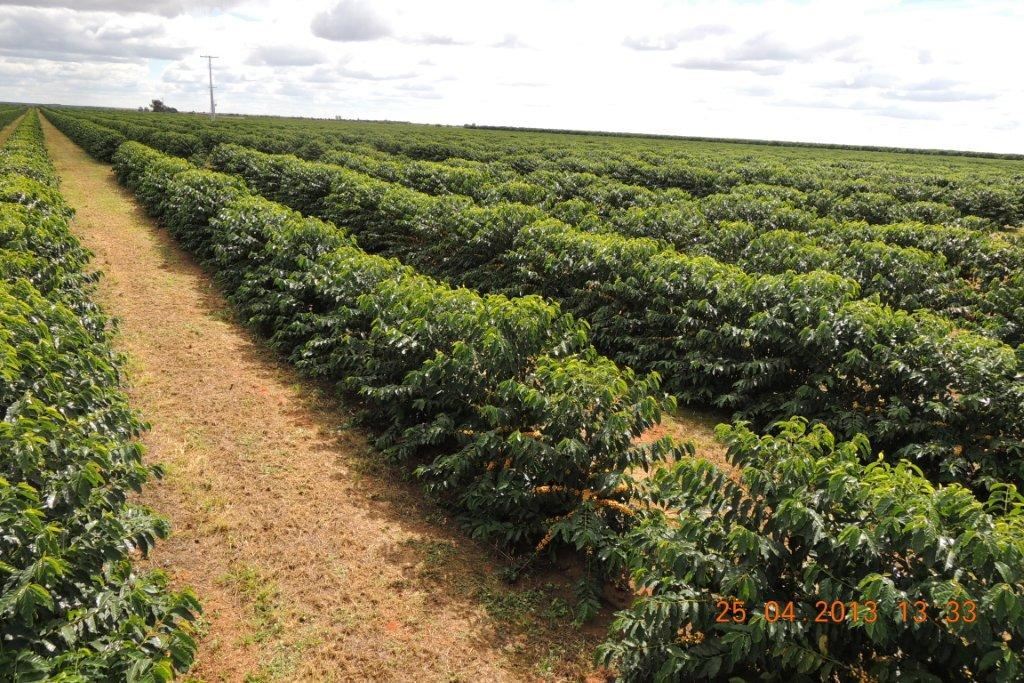 BRAZIL – Premium Specialty Coffee – Unroasted Green Beans for Home Roasters