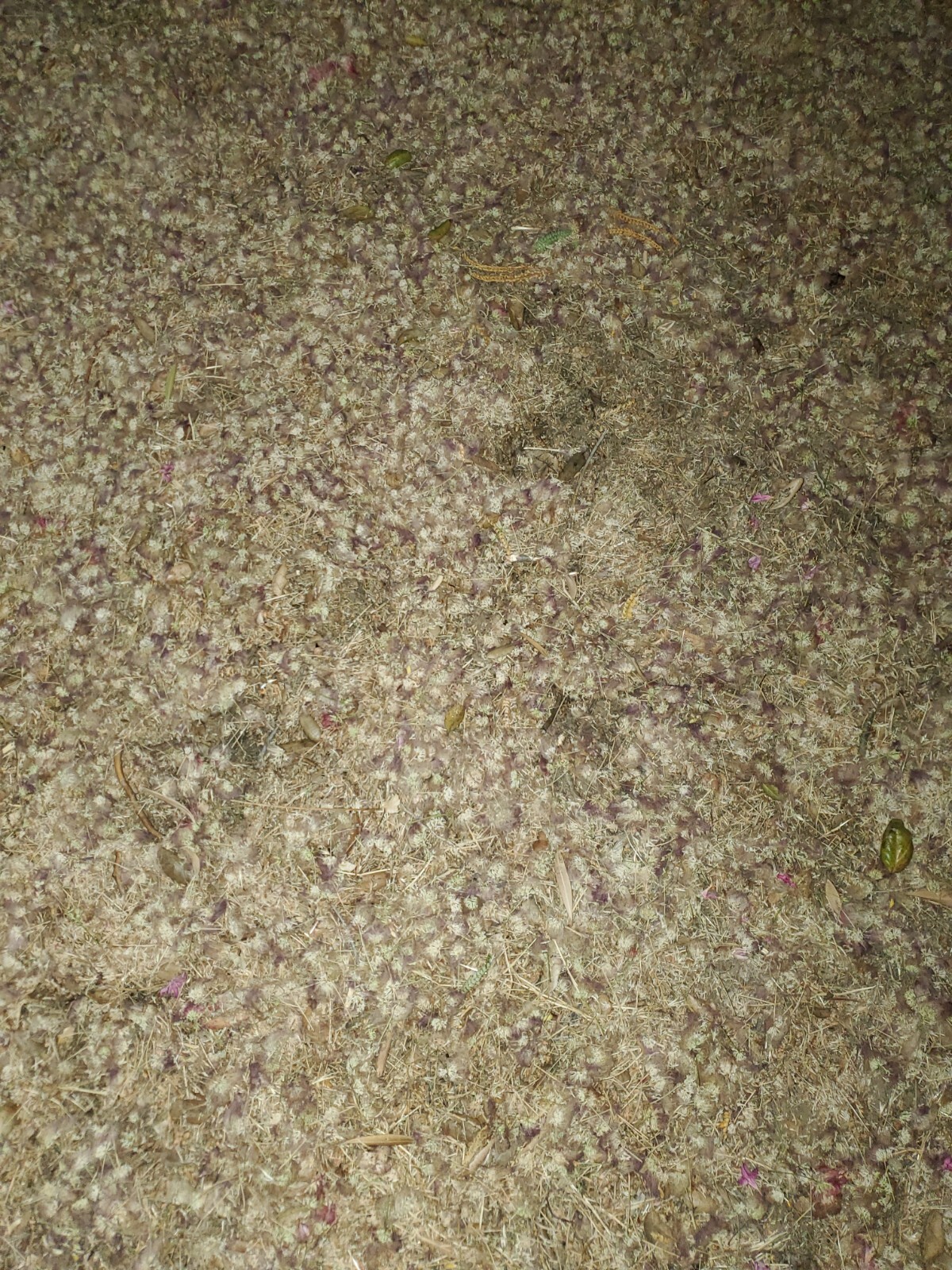 Dried Silk Mimosa Tree Fragarant Pink Flowers Tea Tincture Albizia Julibrissin