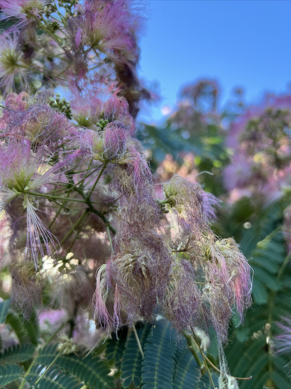 Dried Silk Mimosa Tree Pink Flowers Leafs Tea Tincture Albizia Julibrissin 1 Oz