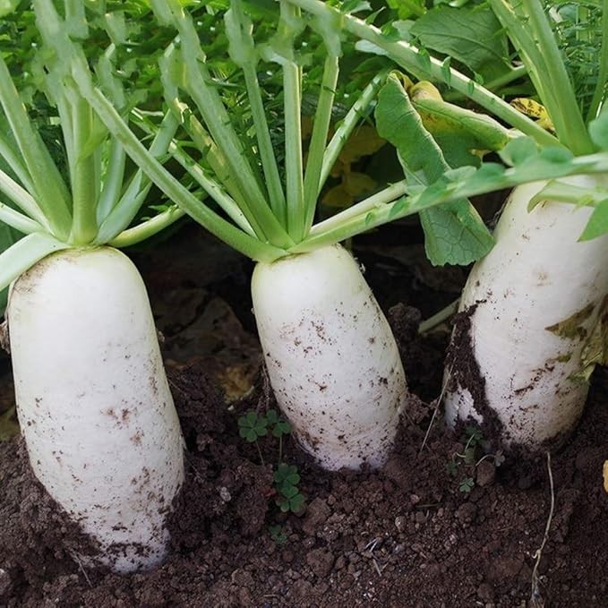Giant Long Radish Seeds White Daikon Seeds Organic Vegetable Garden Seeds
