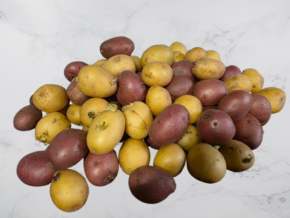 Fresh Baby Seed Potatoes~Yellow and Red~Fingerling Gourmet Assorted Mix GMO-FREE