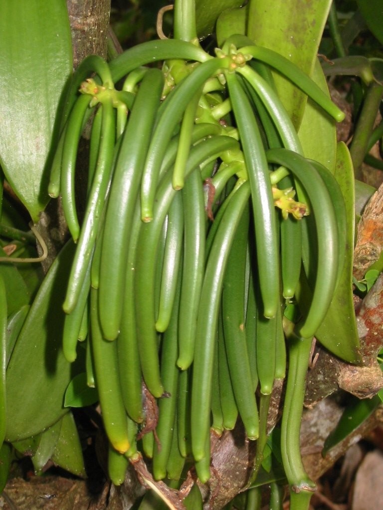 25 Grade B Tahitian Vanilla Beans for Extract Baking Brewing Gourmet