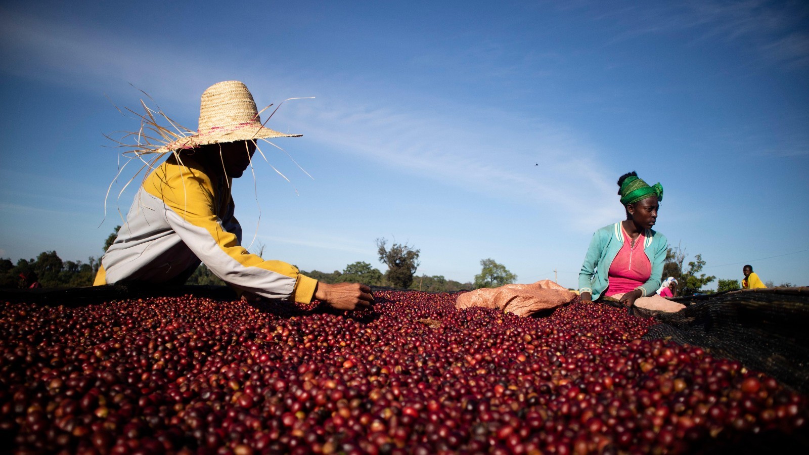 Ethiopian Guji Green Coffee Beans – Premium Natural Process – Unroasted