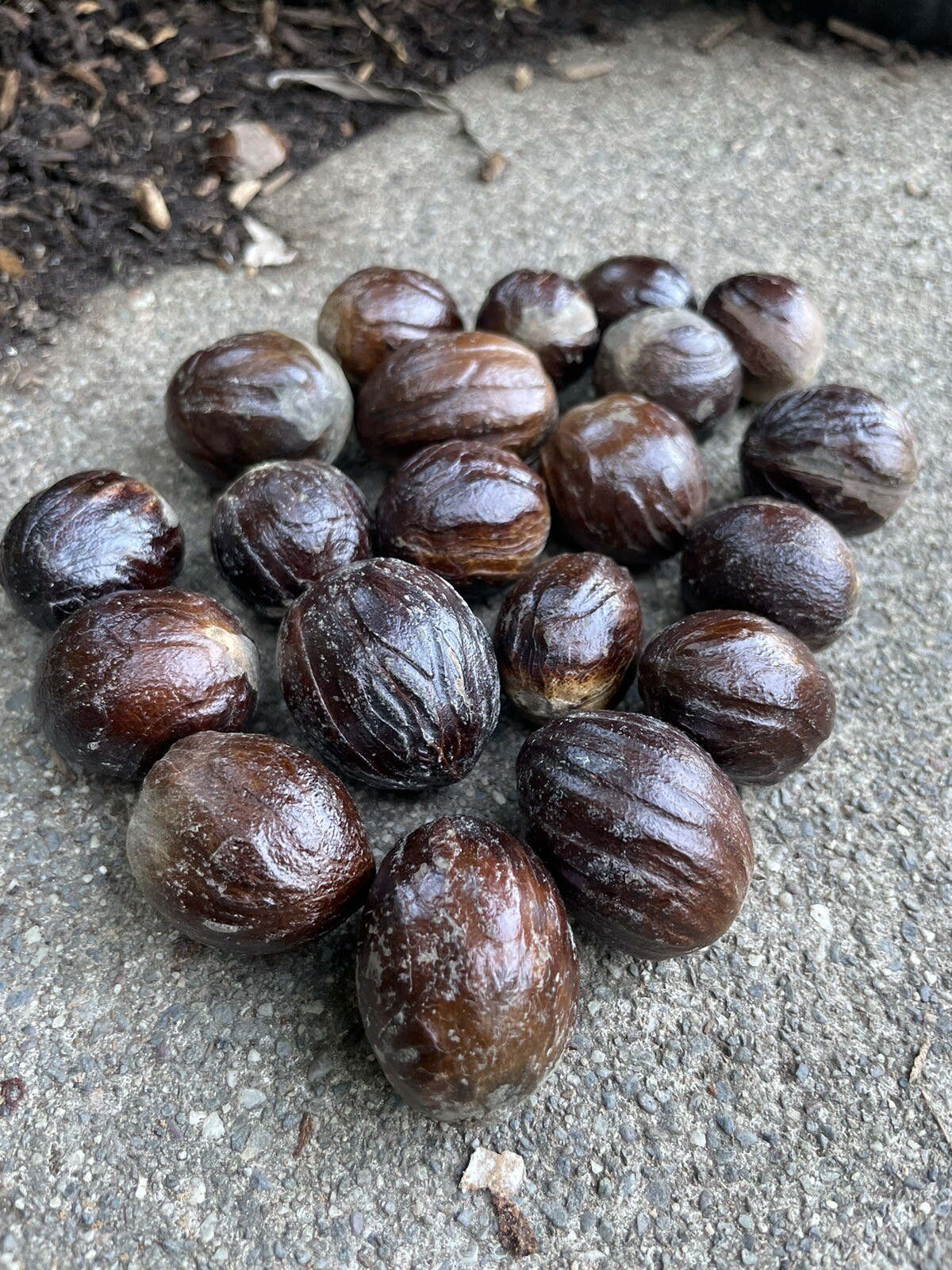 20 Spices Whole Nutmeg In Shell Indonesian Nutmeg Banda Island For Cooking