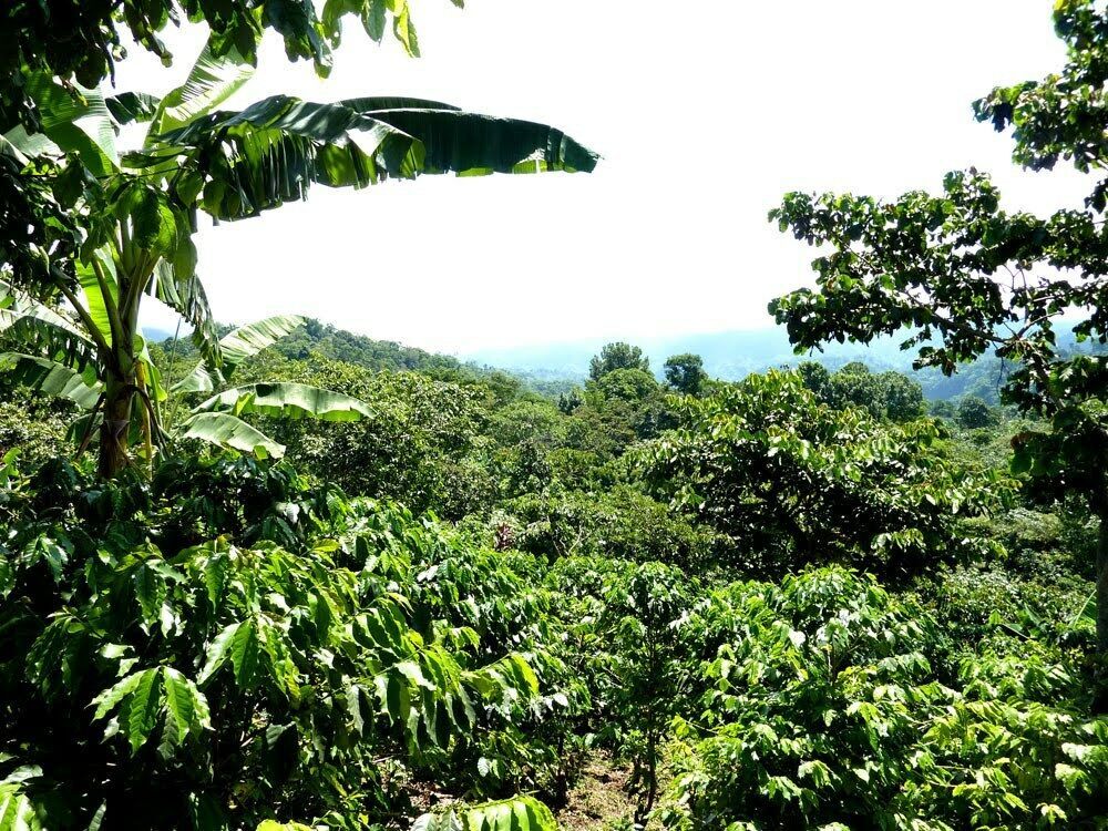 COFFEE BEANS PEABERRY PAPUA NEW GUINEA MEDIUM ROASTED DAILY 5 POUND / 1 POUNDERS