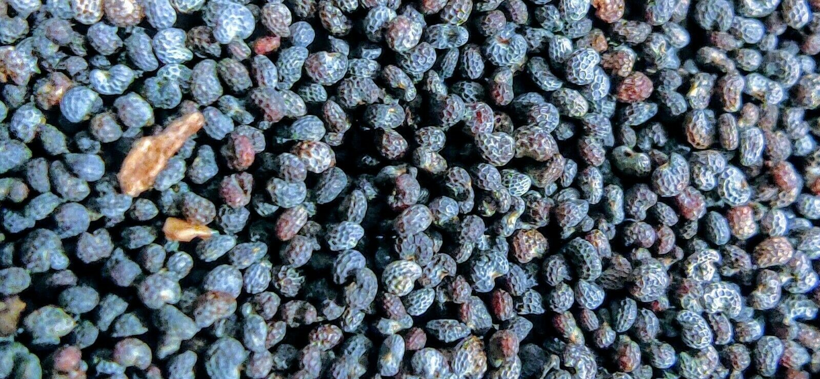 1LB 1 Pound Premium Finest Poppy Seeds Original Fresh Harvest