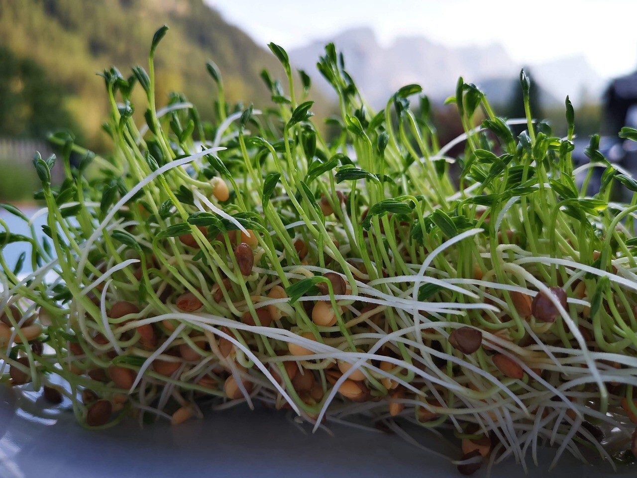 Organic Green Lentils Whole Raw, High Fiber Non-GMO-Bulk