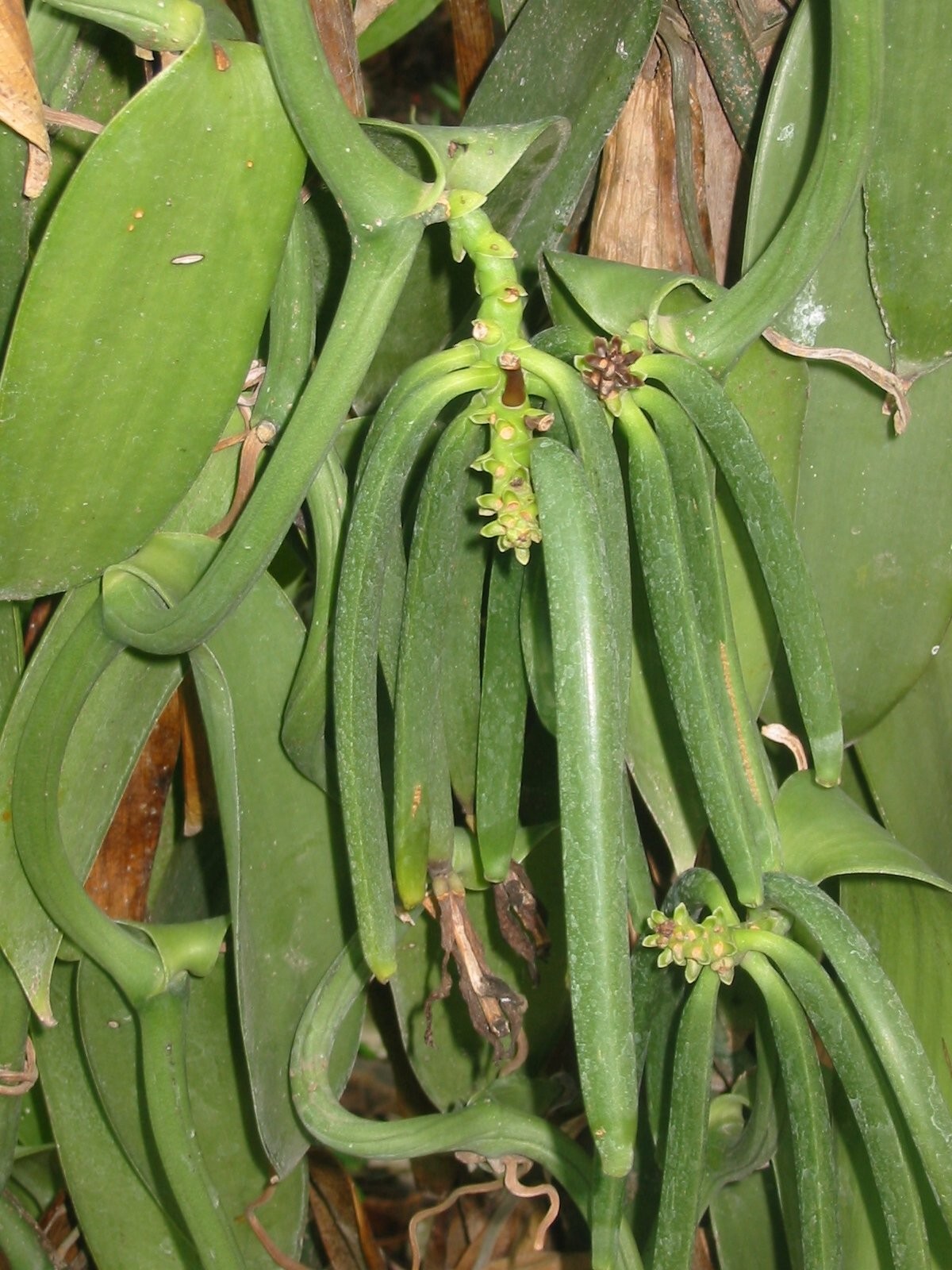 25 Tahitian Extract Grade B Vanilla Beans 5~6 by Products USA