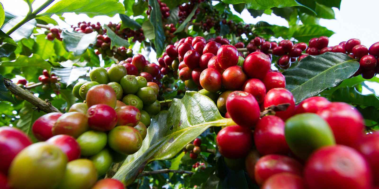 5 LB AFRICA KENYA KENYAN GREEN UNROASTED COFFEE BEANS FIVE POUND – ARABICA