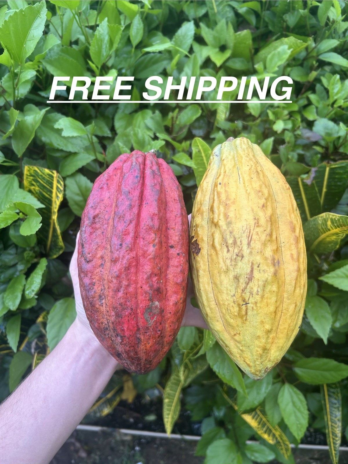 Cacao Fruit 5 Organic make Chocolatte – Always Fresh Priority Mail Shipping pods